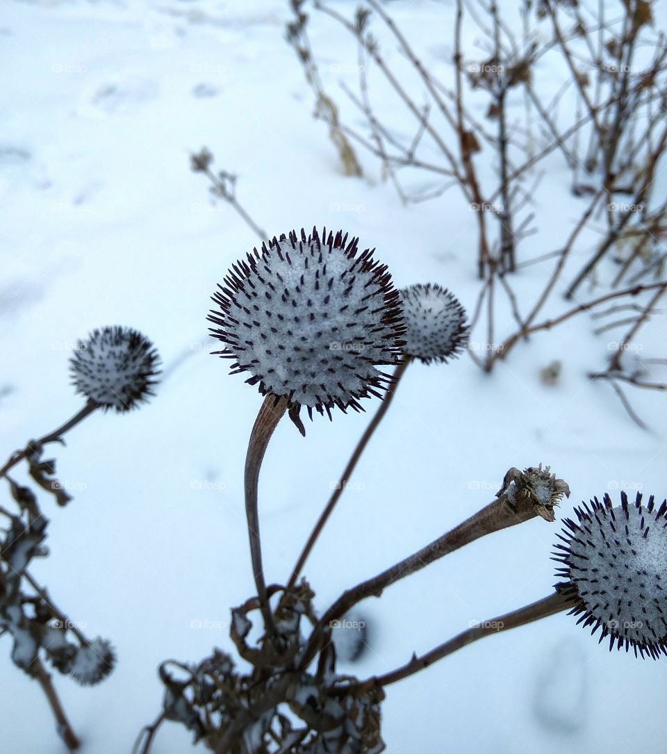Prickles in the snow