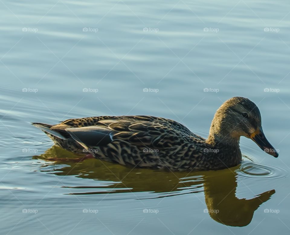 A photo of a duck in a lake