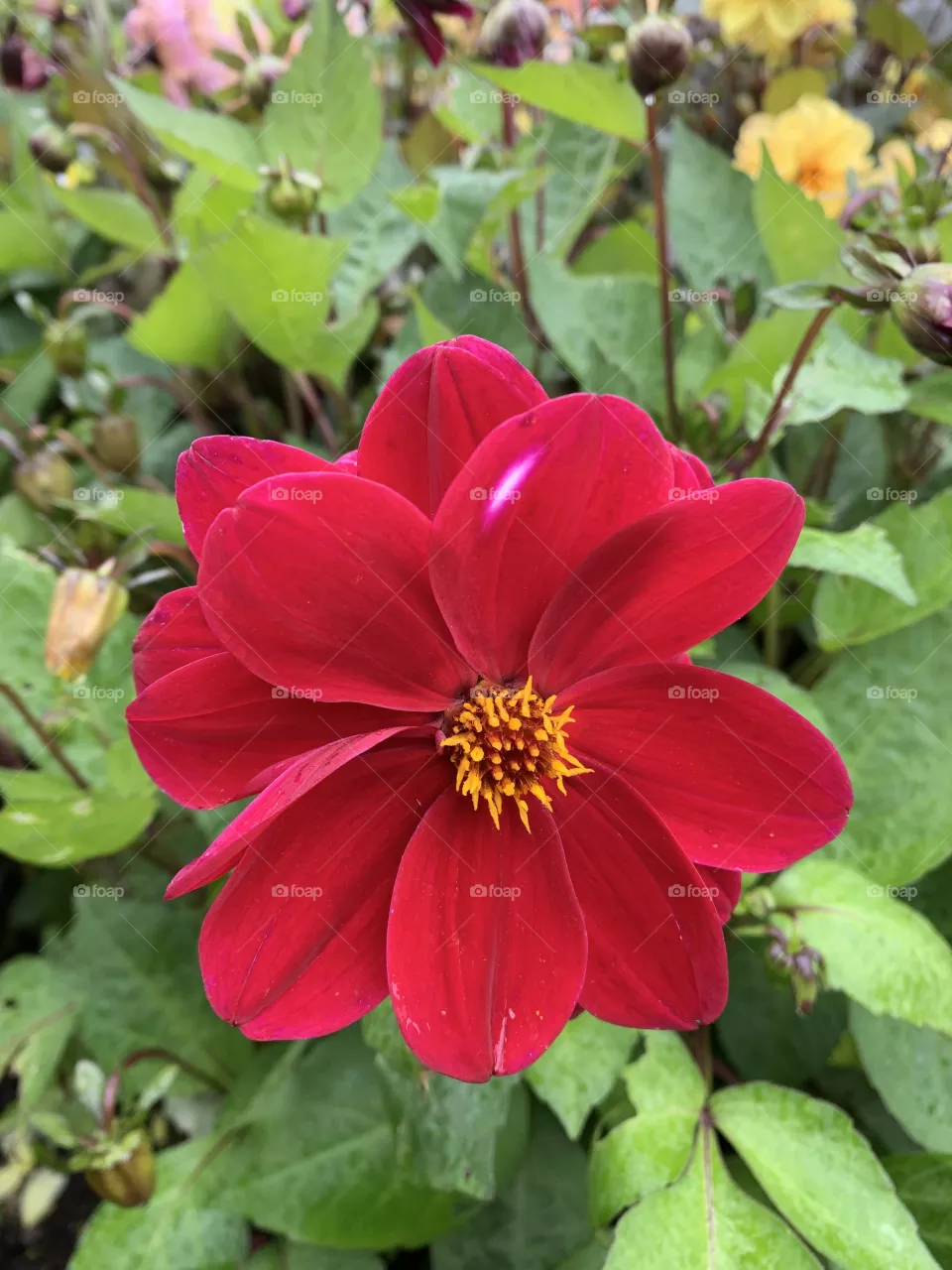 Red blossomed flower