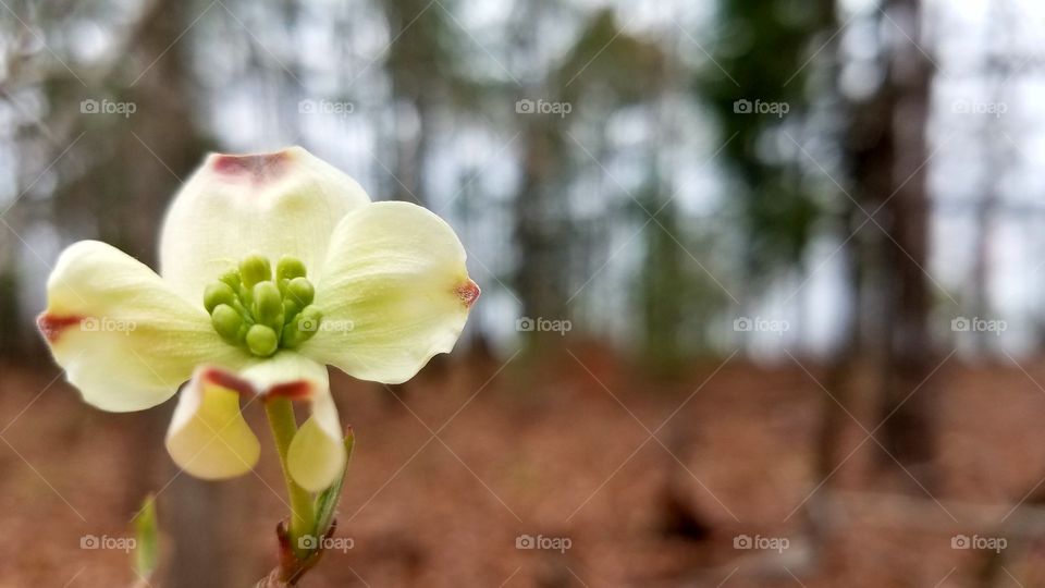 dogwood blossom.