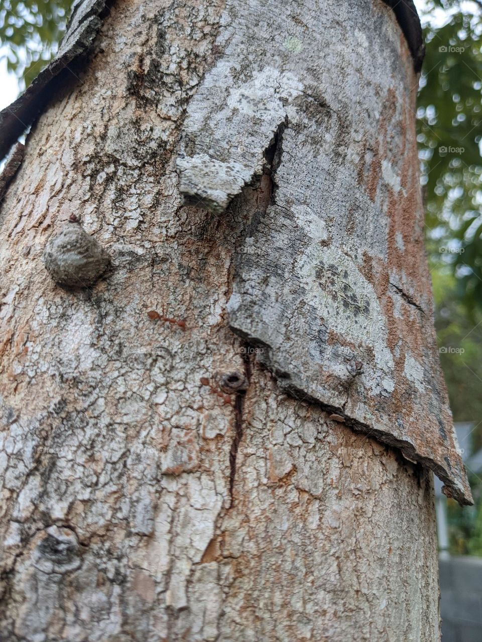 ants at a big tree.
