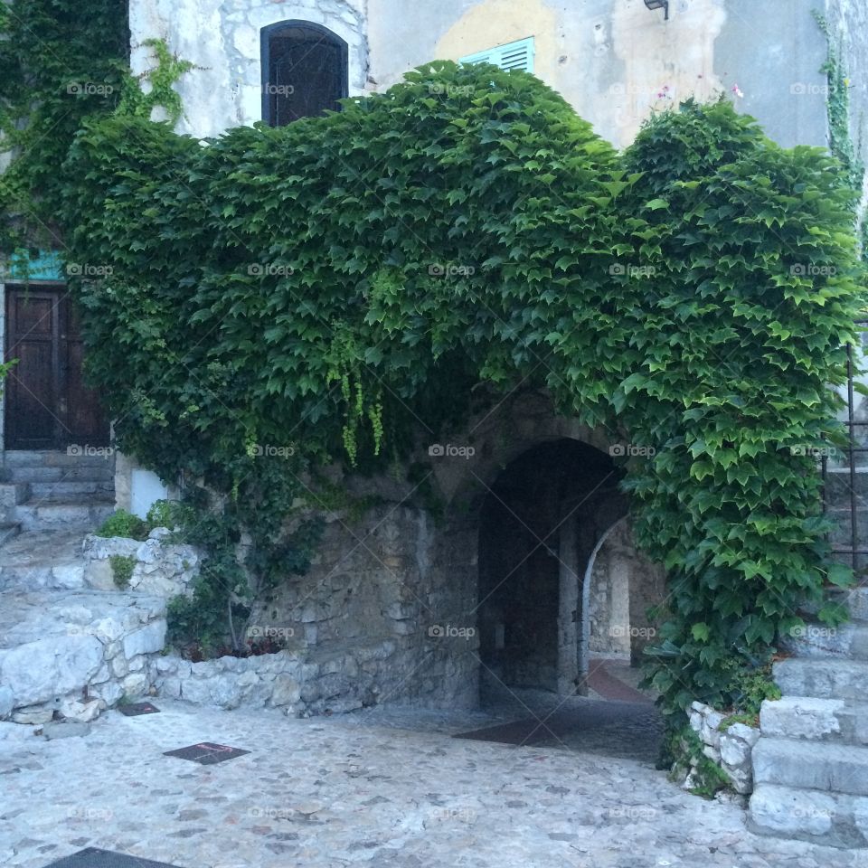 Beautiful green plants in a old castel architecture 