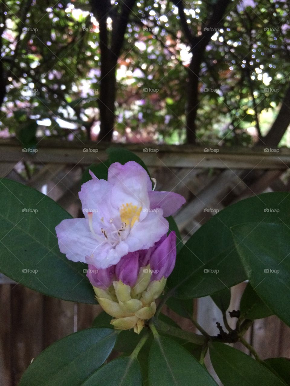 Rhododendron stating to bloom