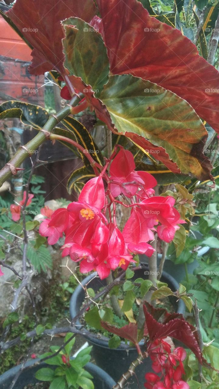 red flower2