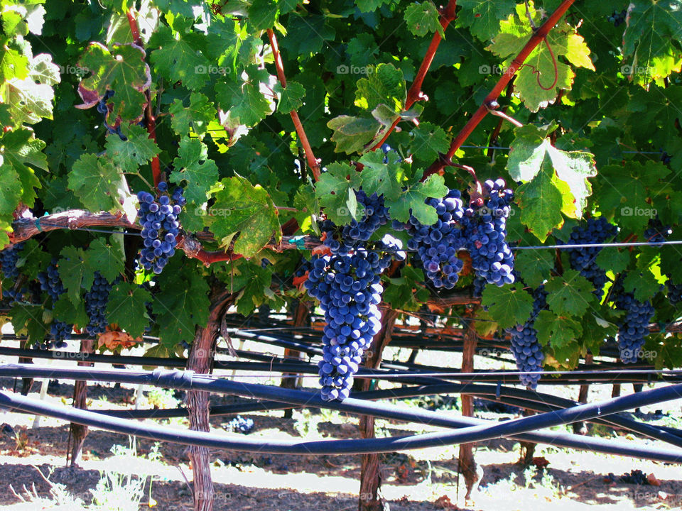 Ready for harvest grapes on vineyard winery