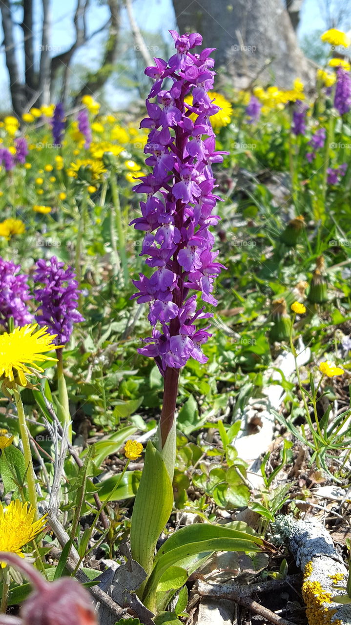 Johannesnycklar, Alvaret, Öland