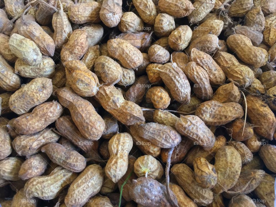 Peanut groundnut goober botanical seeds ready to eat