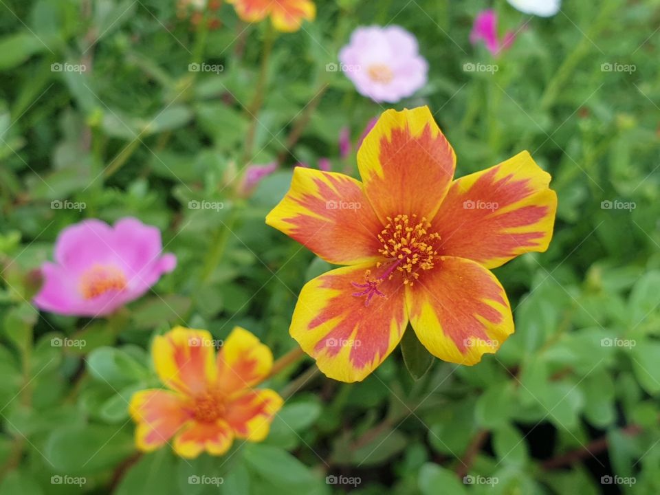 the portulaca grandiflora