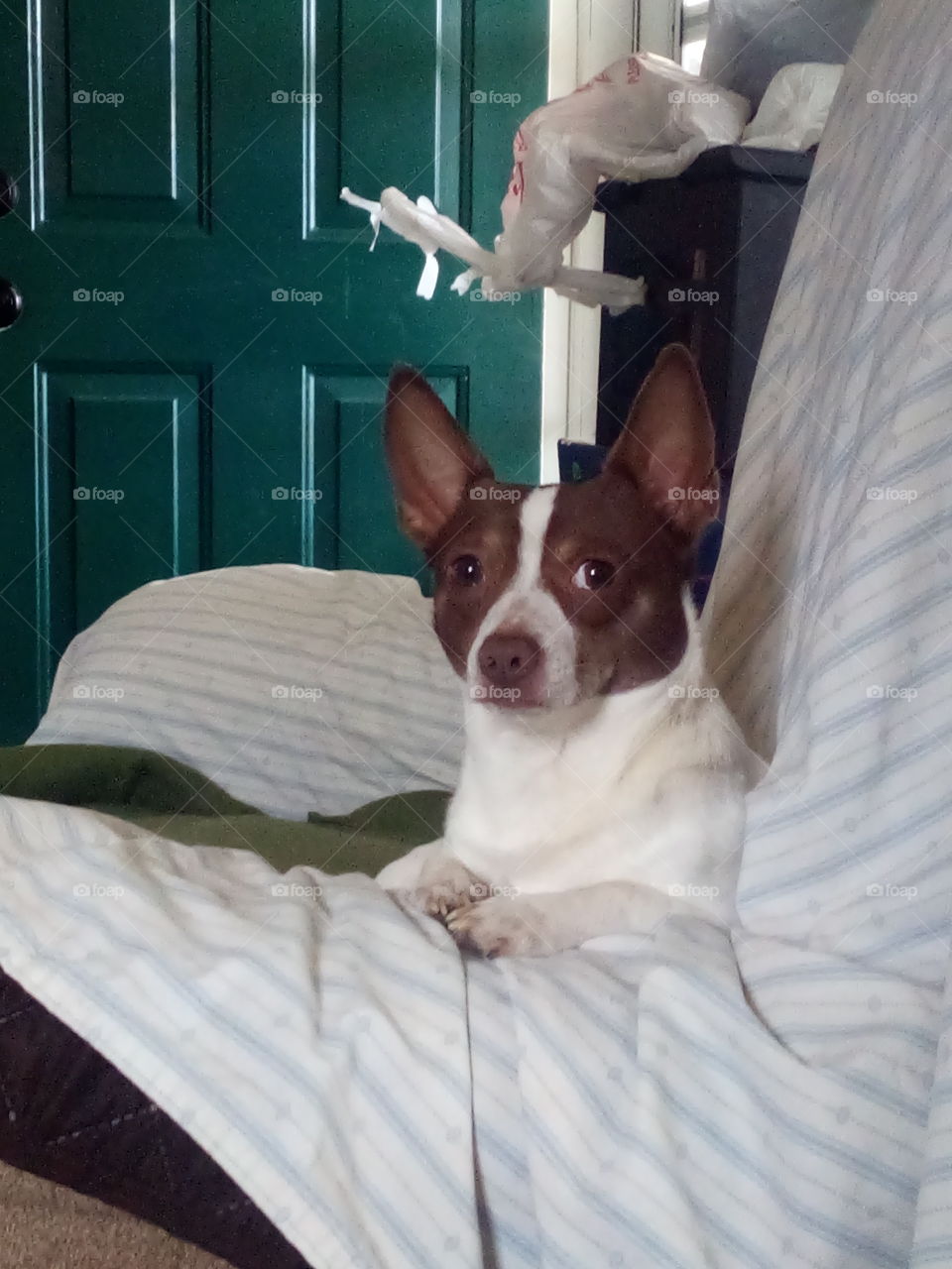 as I was saying mom I think a treat is a great idea what do you think? did you hear me?