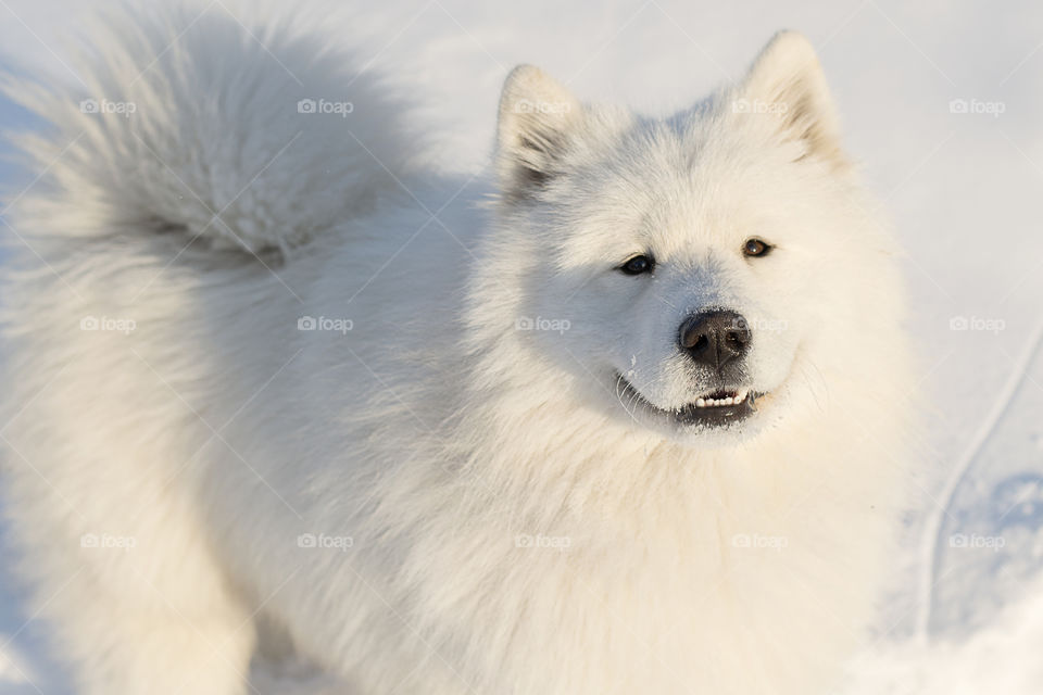 Samoyed dog on snow in the winter