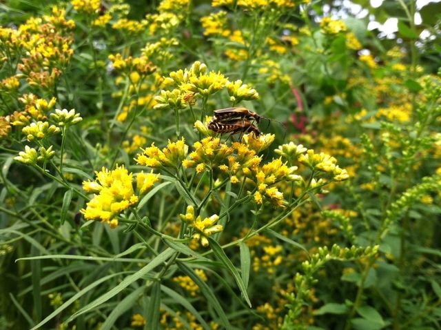 Insect Love