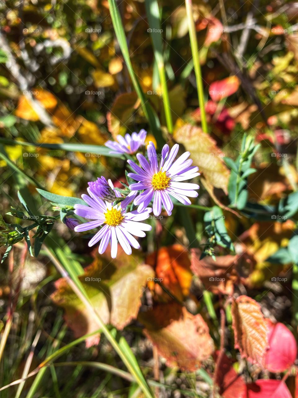 Wildflowers 