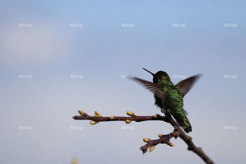 Hummingbird spreading its wings on top of sprouting branch , cheering up the coming of spring 