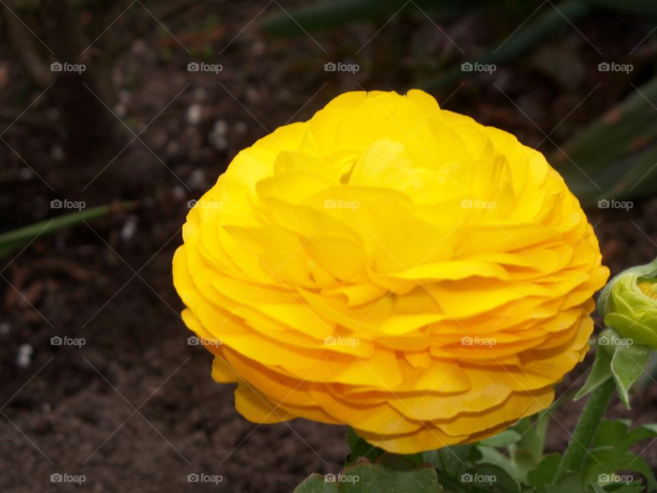 yellow flower #2