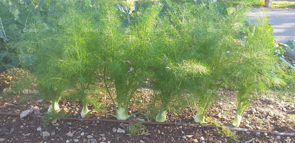 fennel in garden