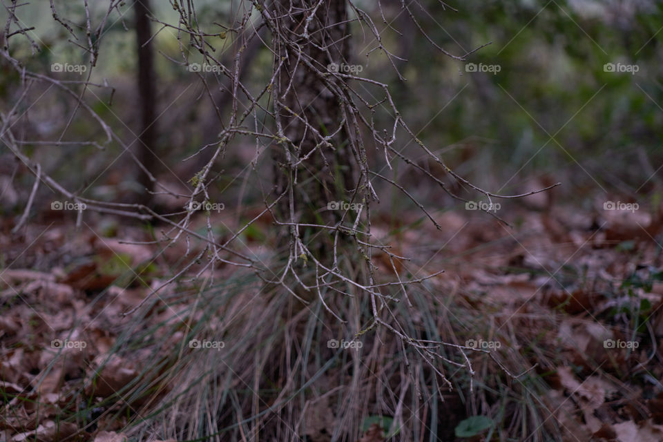 Close-up of tree branch