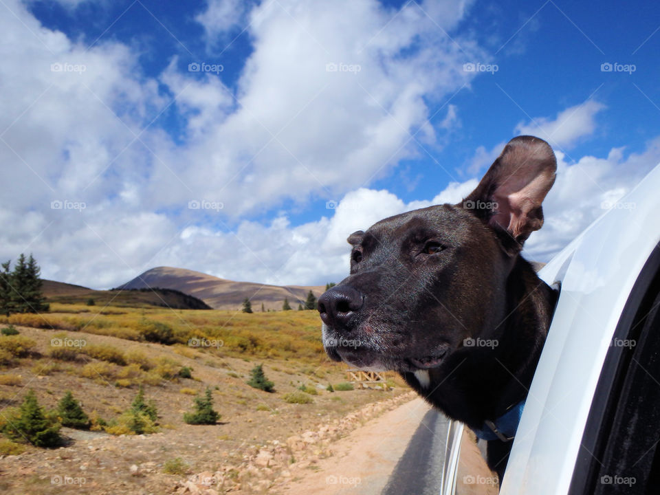 Black lab Bradley on a scenic Colorado road trip.