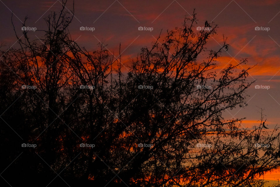 Last seconds of a beautiful multicolored sunset shows through a trees branches