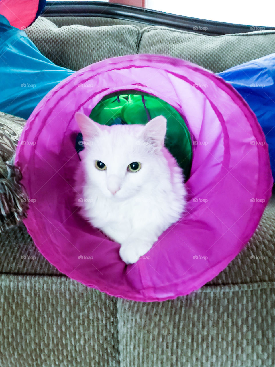 White cat relaxing in a pink play tunnel