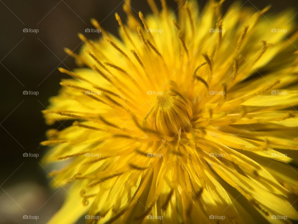Dandelion 