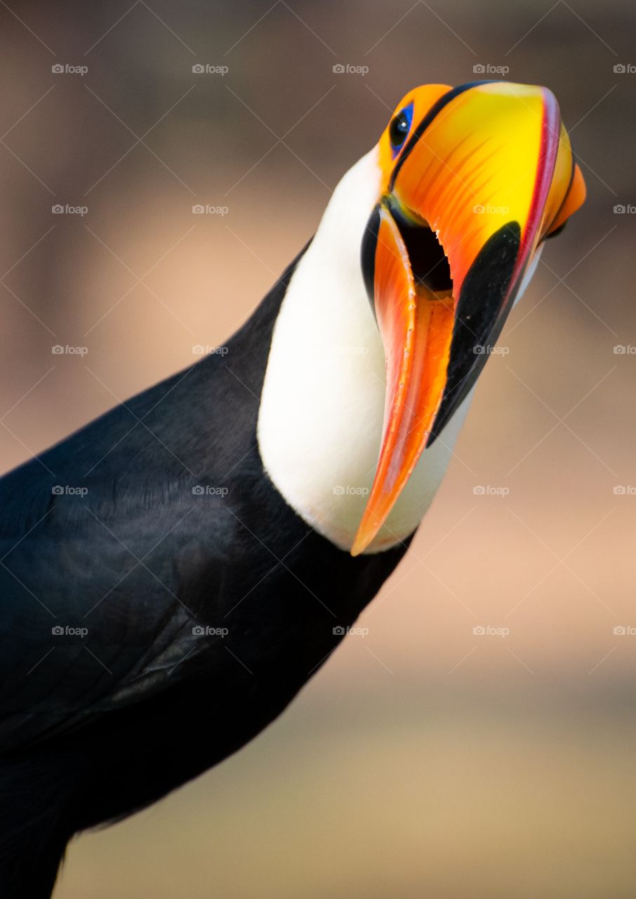 Tucano, ave com enorme bico e se alimenta de frutas, pequenos répteis e filhotes de outras aves, muito comum no Pantanal.