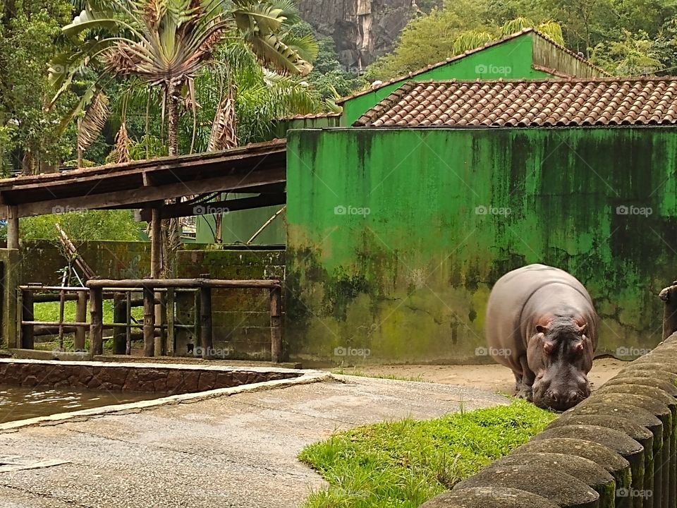 hipoppotamus