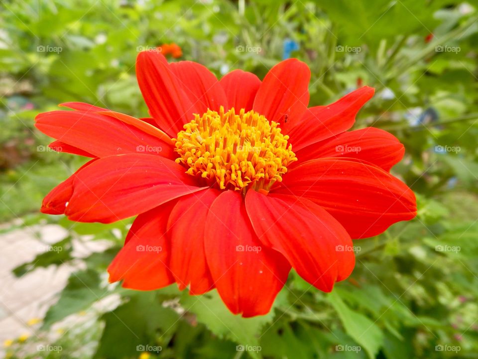 Red flower