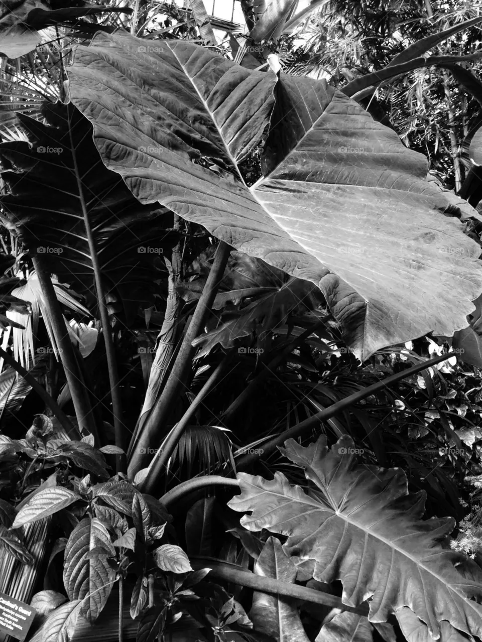 Jungle