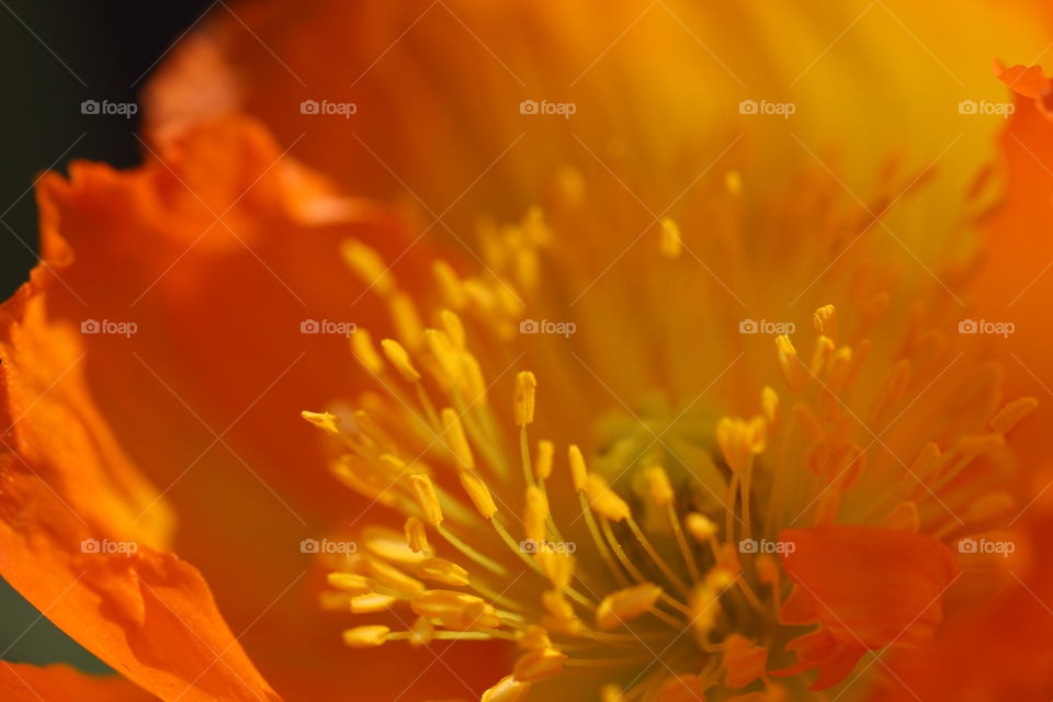 Close-up of orange poppy