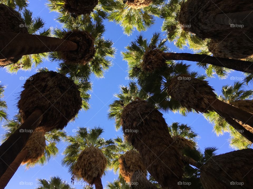 Low angle view of trees