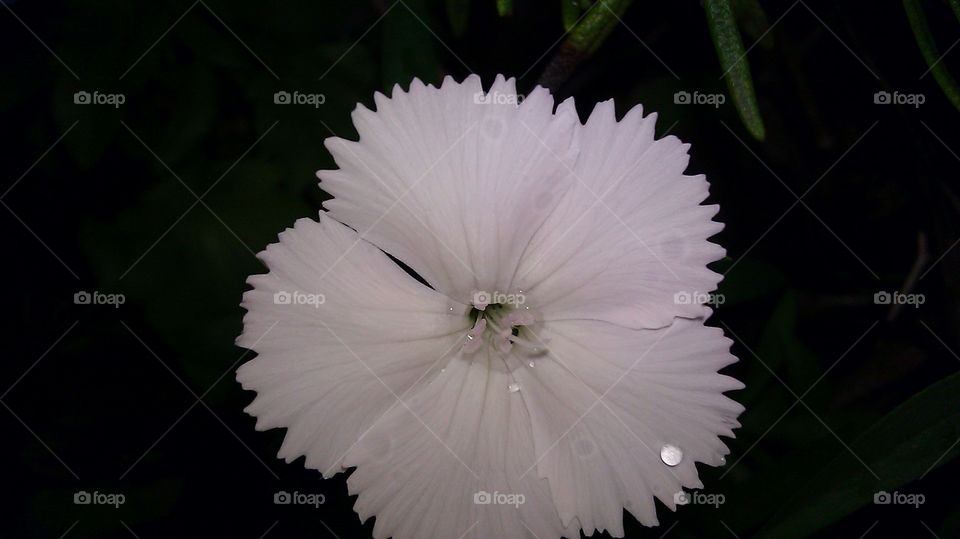 Flower, No Person, Nature, Closeup, Flora