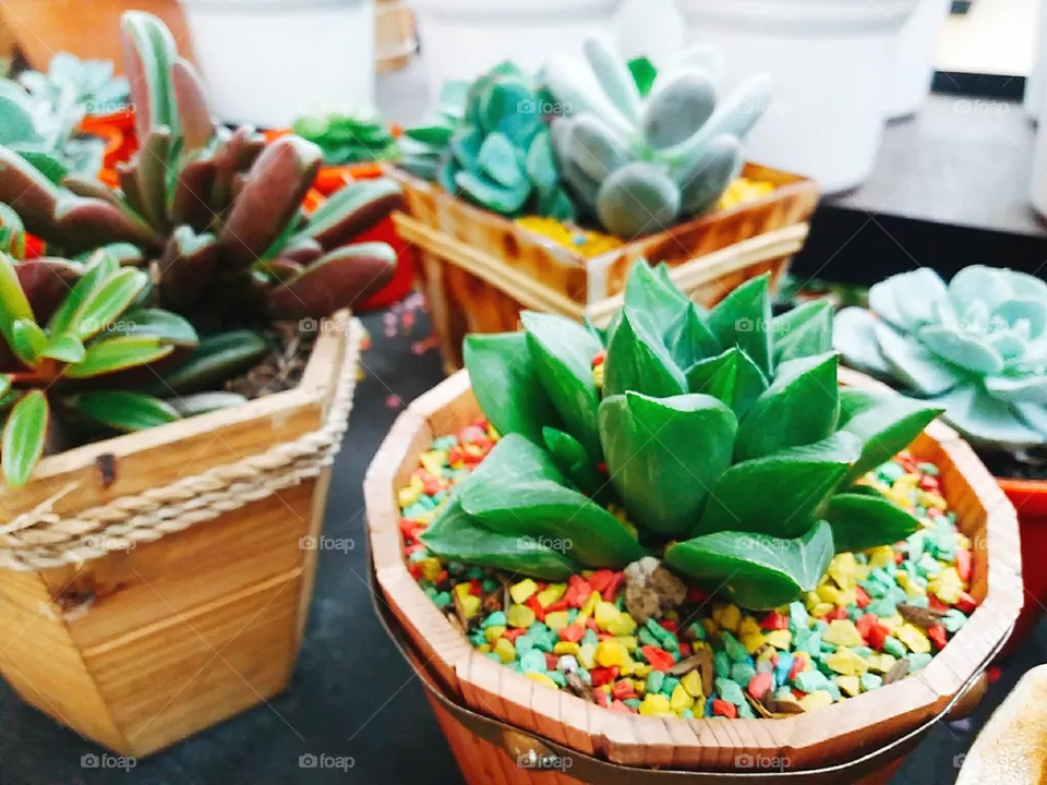 CACTUS