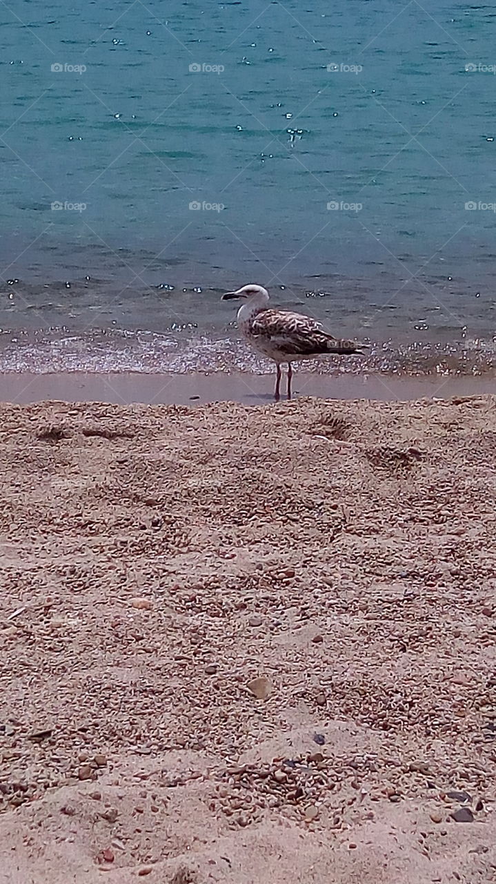 seagull on the beach