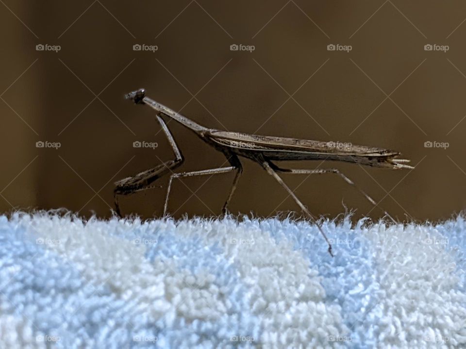 a praying mantis perched on a towel