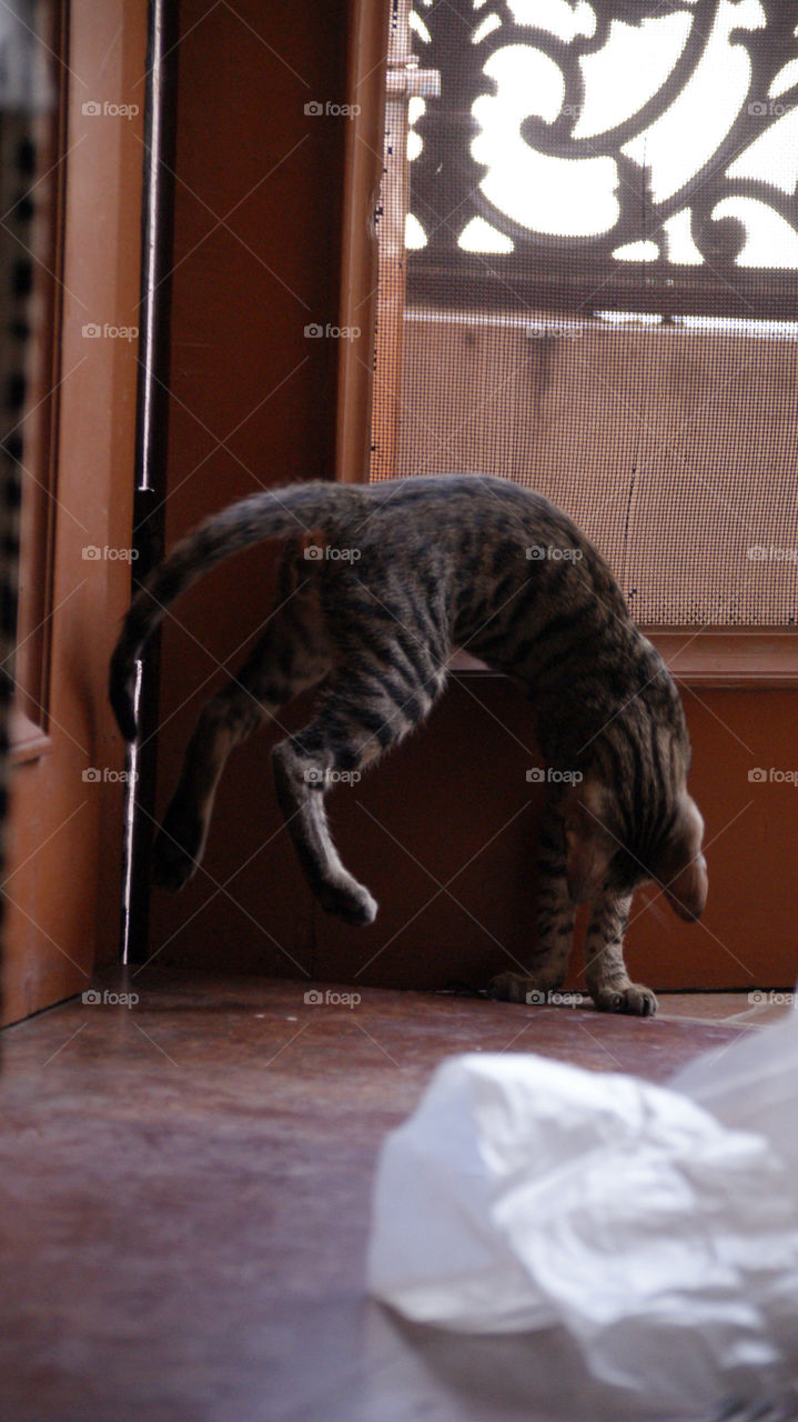 kitten and a feather