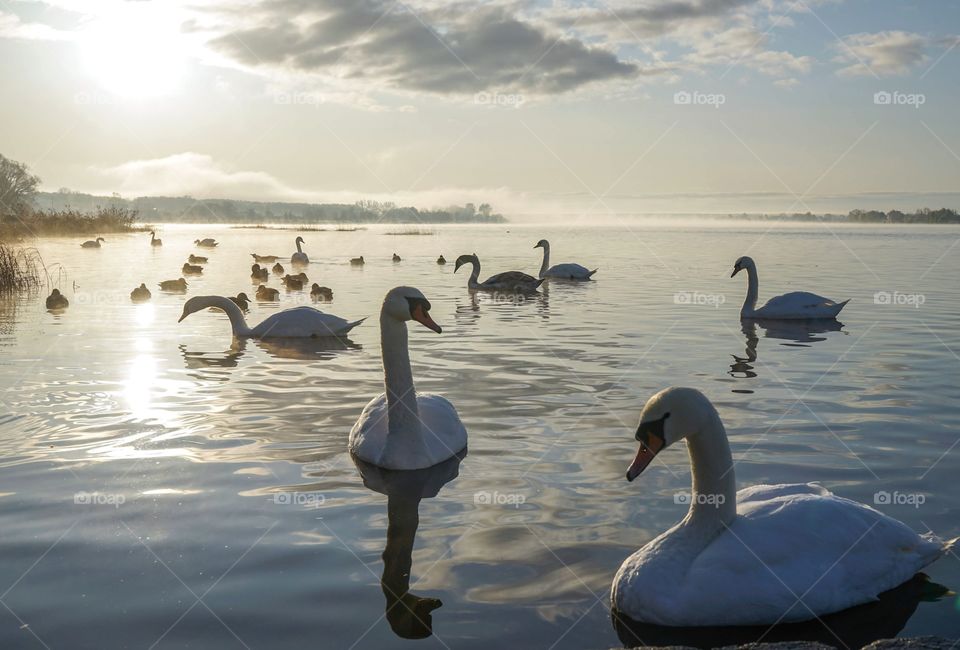Swans