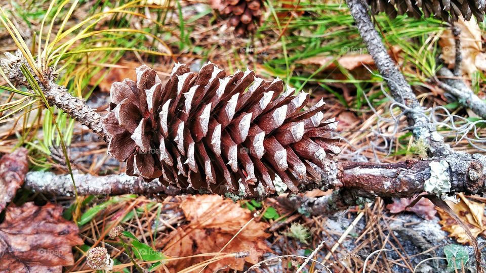 Pine of Cone