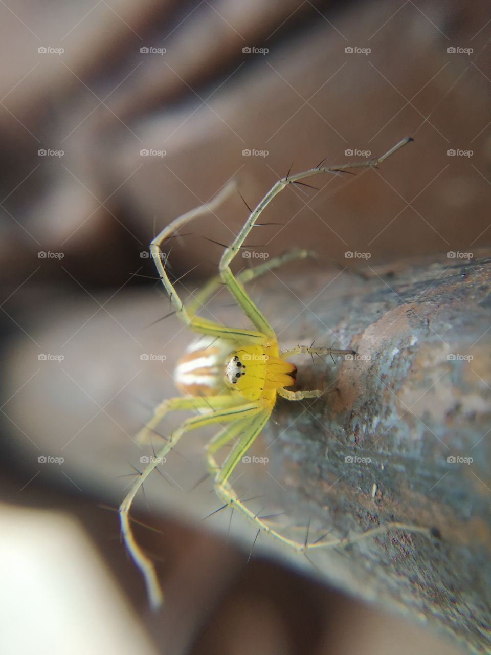 a webmaker (spider)
