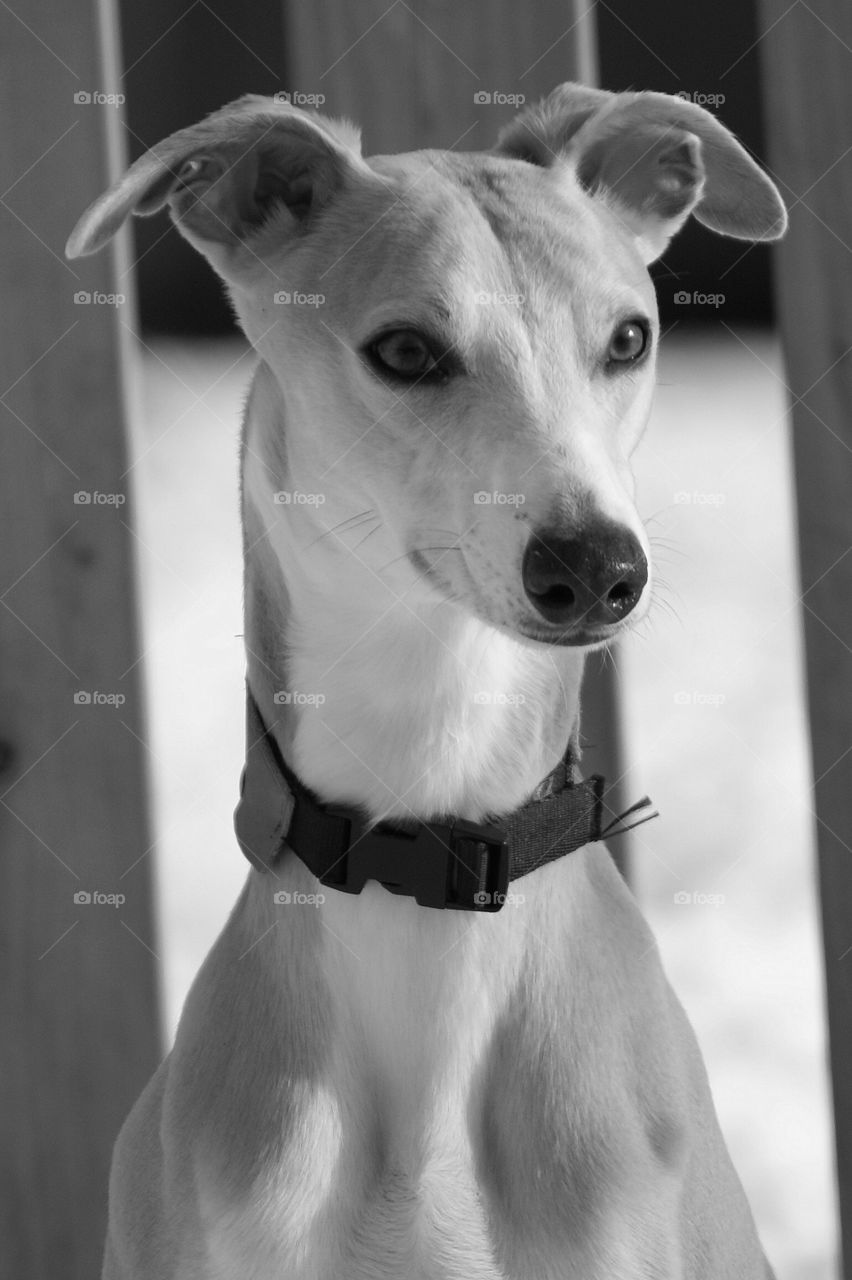 Whippet