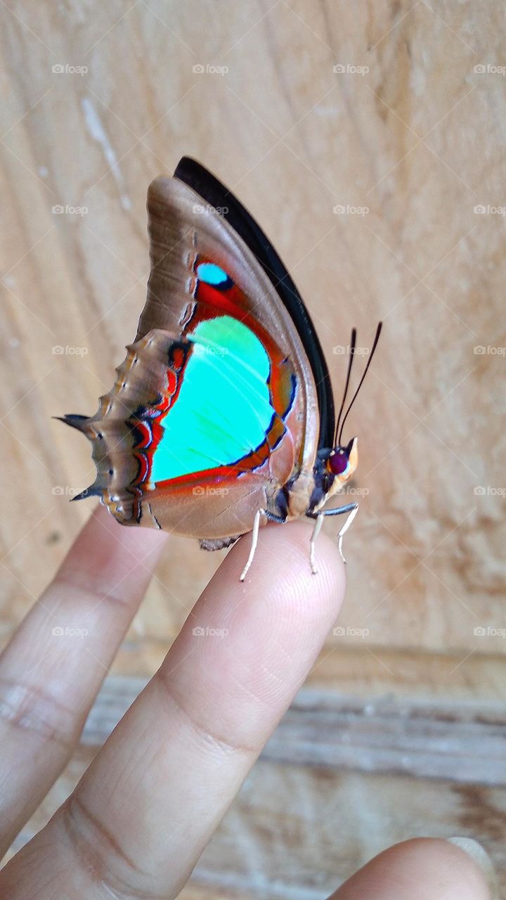 Beautiful butterfly on the tip of the index finger