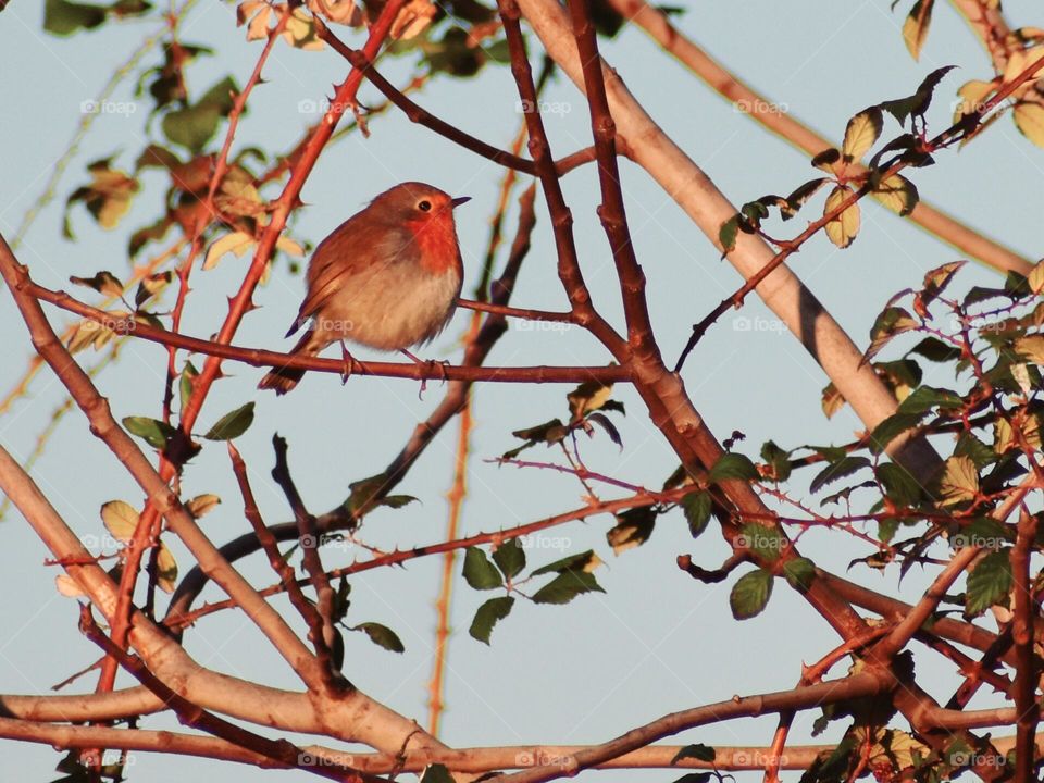 bird and sunrise