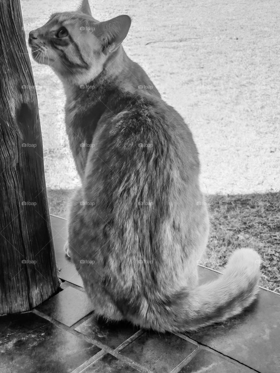 black and white of cat sitting