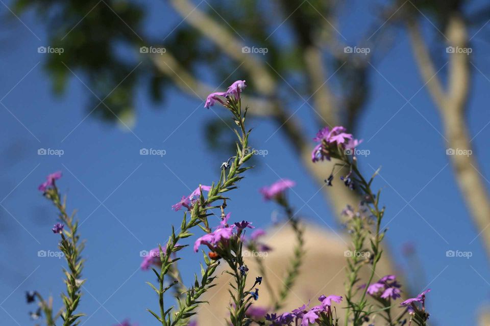 Marking the end of spring season. Took this pick in Lodhi Garden in Delhi. In few days these beautiful flowers will die because of the harsh sun. In the background is the famous seesa gumbad (tomb) and you can also notice a little ladybird in the flowers.