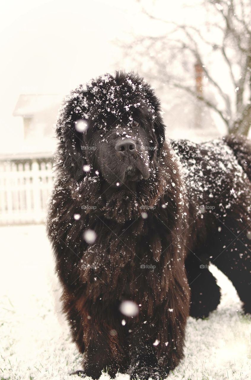 Newfoundland Dog in Snow