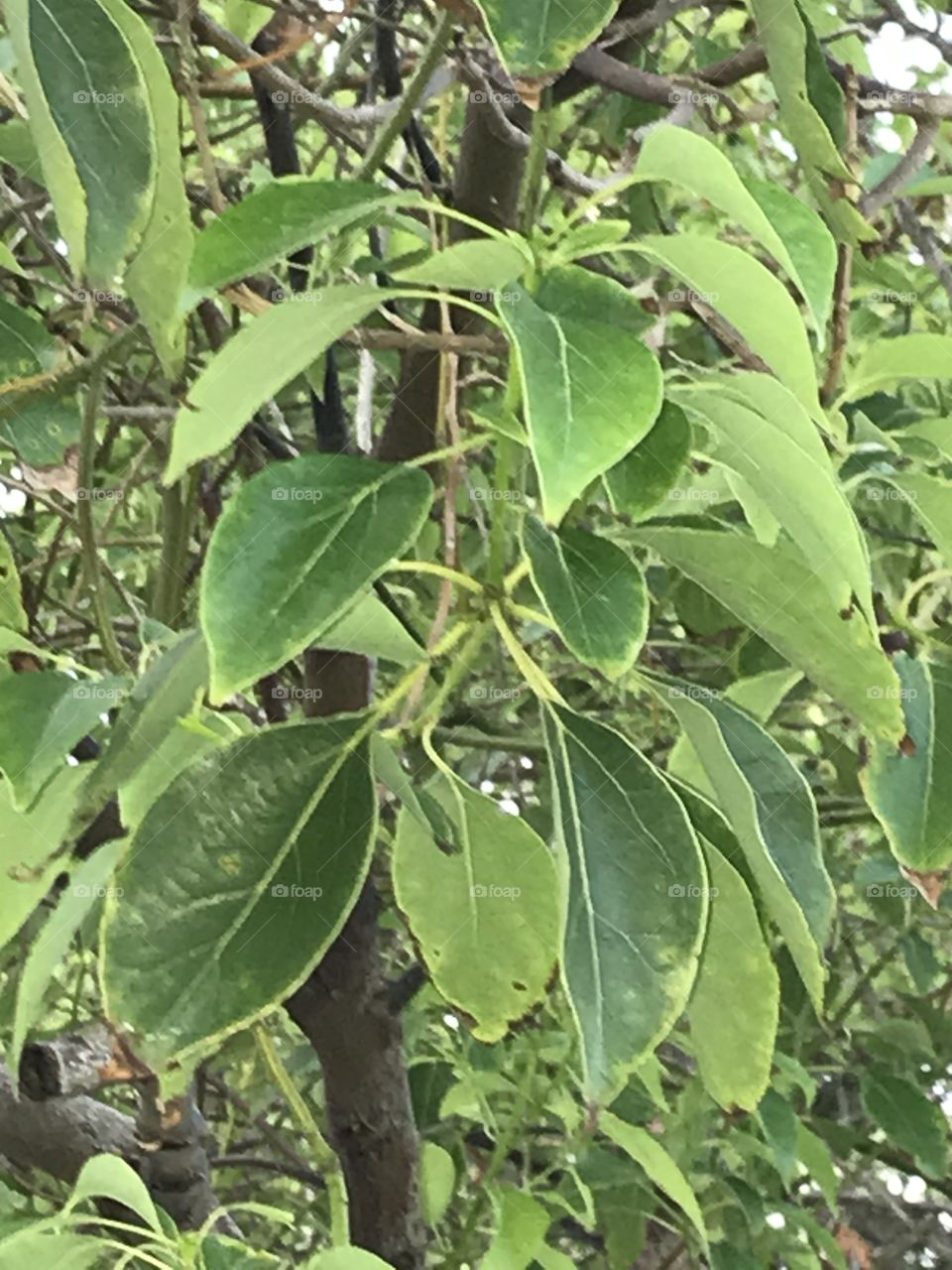 Green leafs of a tree with contrasting values in the hues. The tree to which they belong is at a neighborhood park.