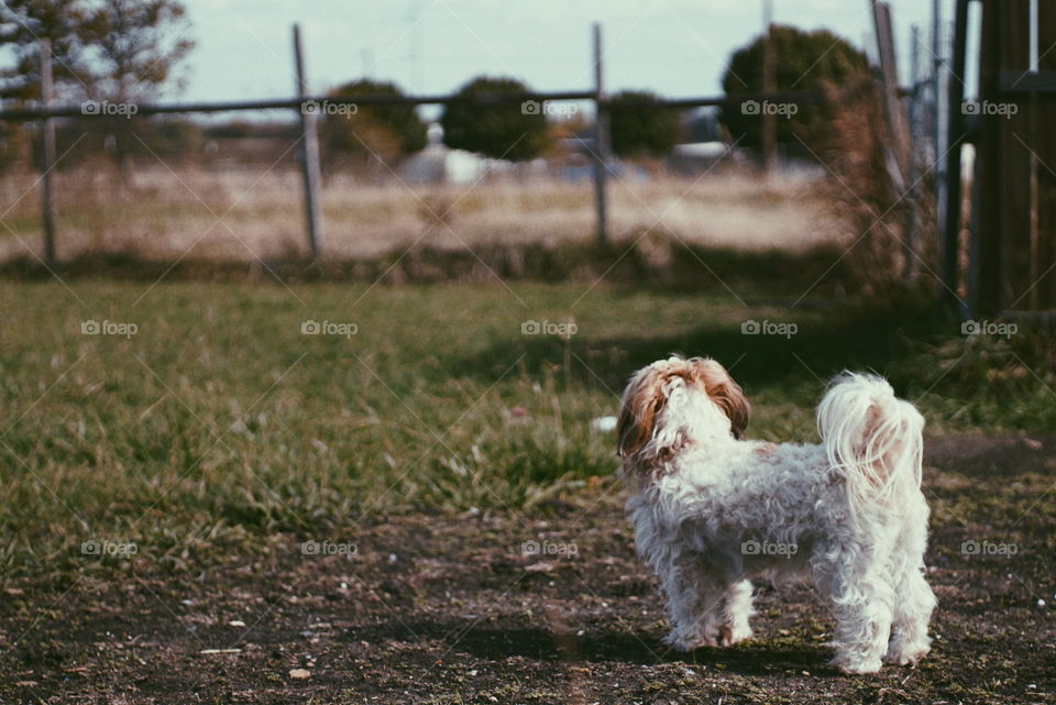 Dog, Mammal, Grass, Pet, Animal