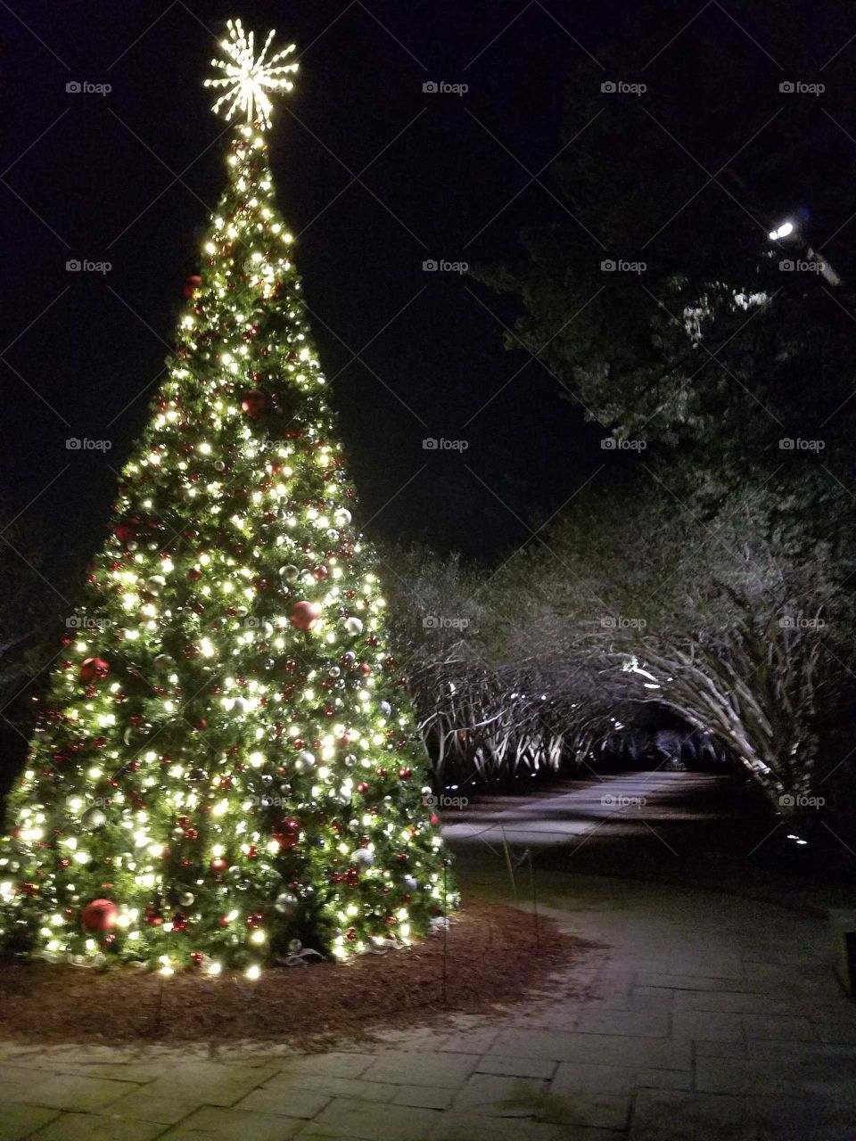 Christmas, Winter, Tree, Christmas Tree, Pine