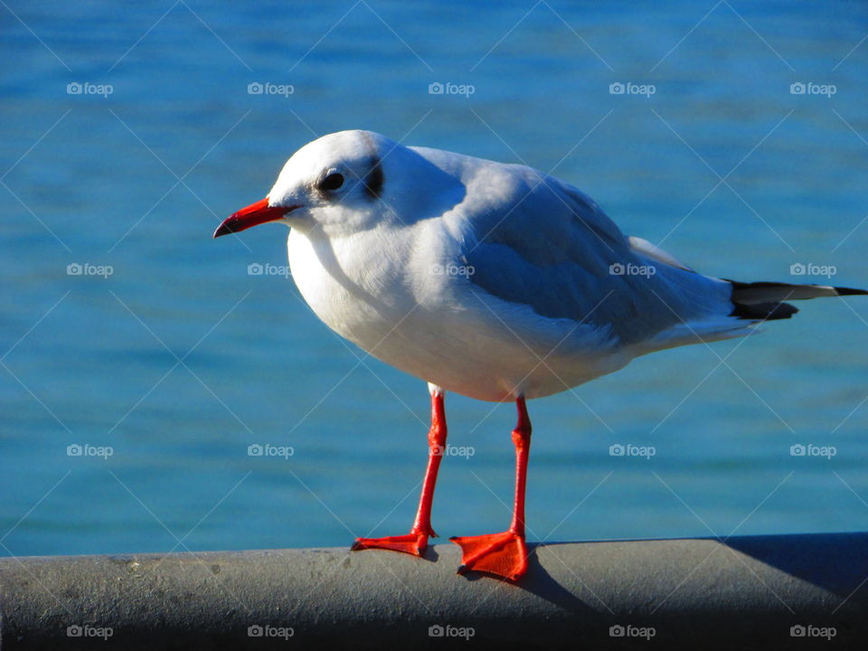 A silver seagull perching on metal