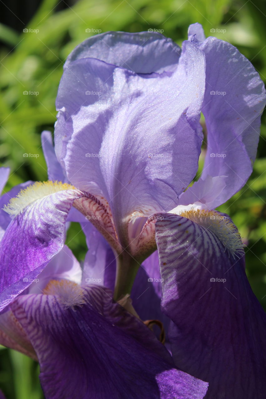 Iris