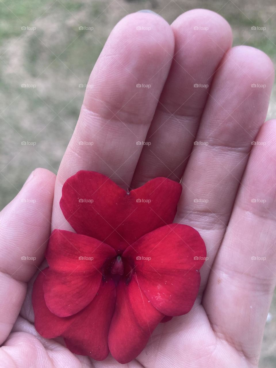 Mão segurando uma pequenininha e delicada for vermelha.